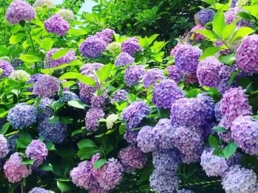 ���� ����5