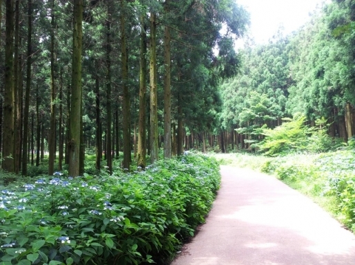 ���� ����5