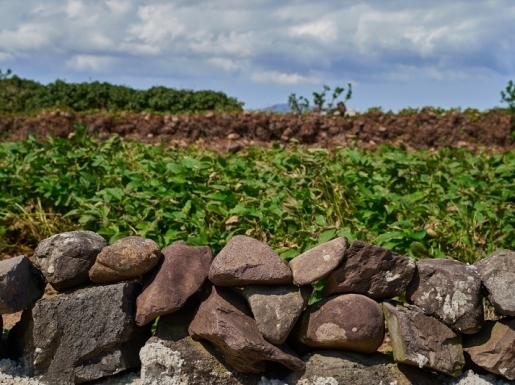 ���� ����4