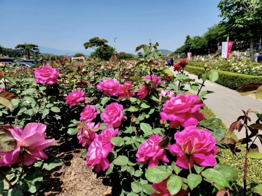 ���� ����5