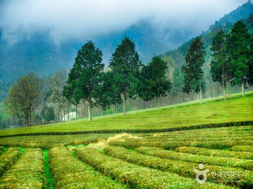 ���� ����7