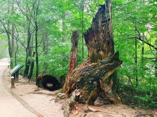 ���� ����2