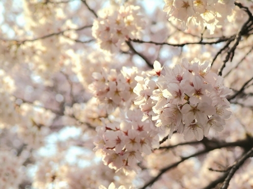 ���� ����4