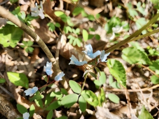 ���� ����5