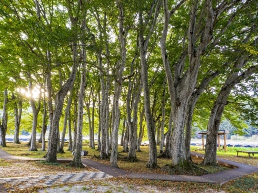 ���� ����5